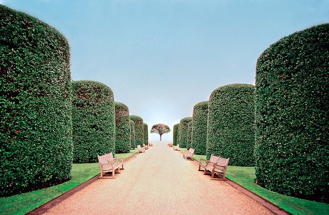 Парковая аллея с крупной топиарной зеленью во французском саду.