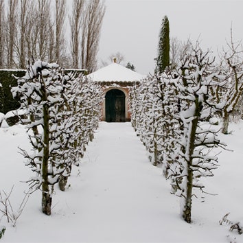 Заснеженный сад в Провансе