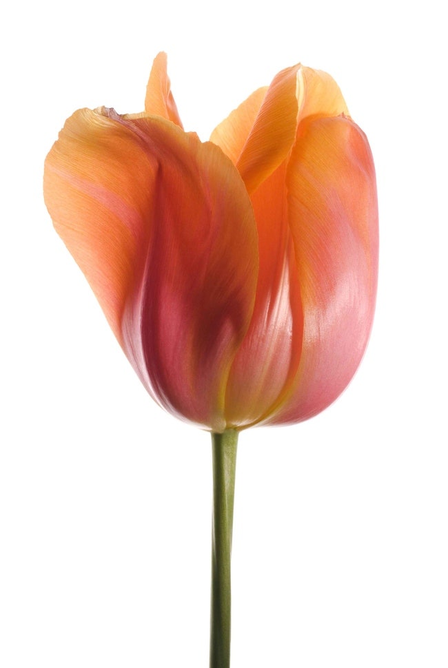 Предмет культа Коллекция мебели Tulip