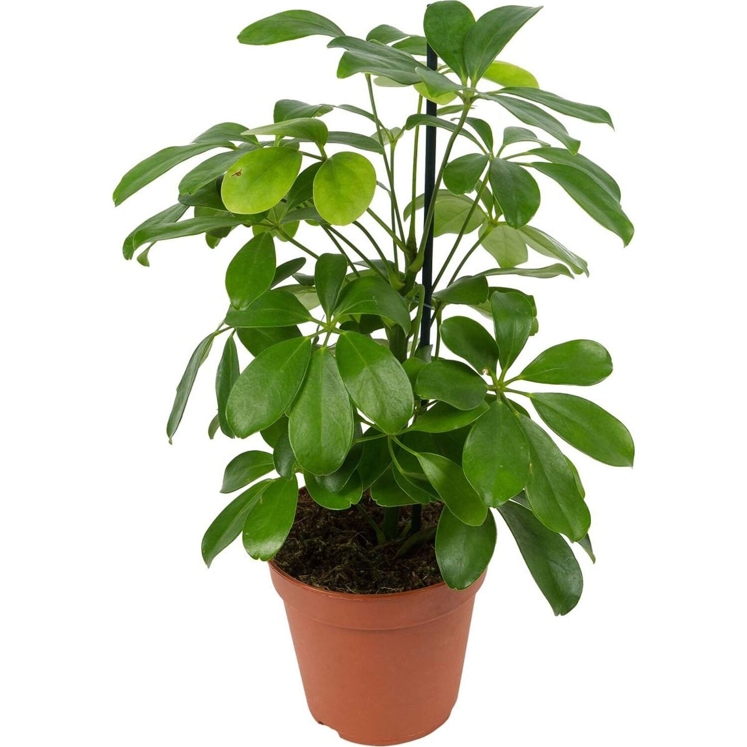 Растение шеффлера “Нора” 50 см 649 руб.