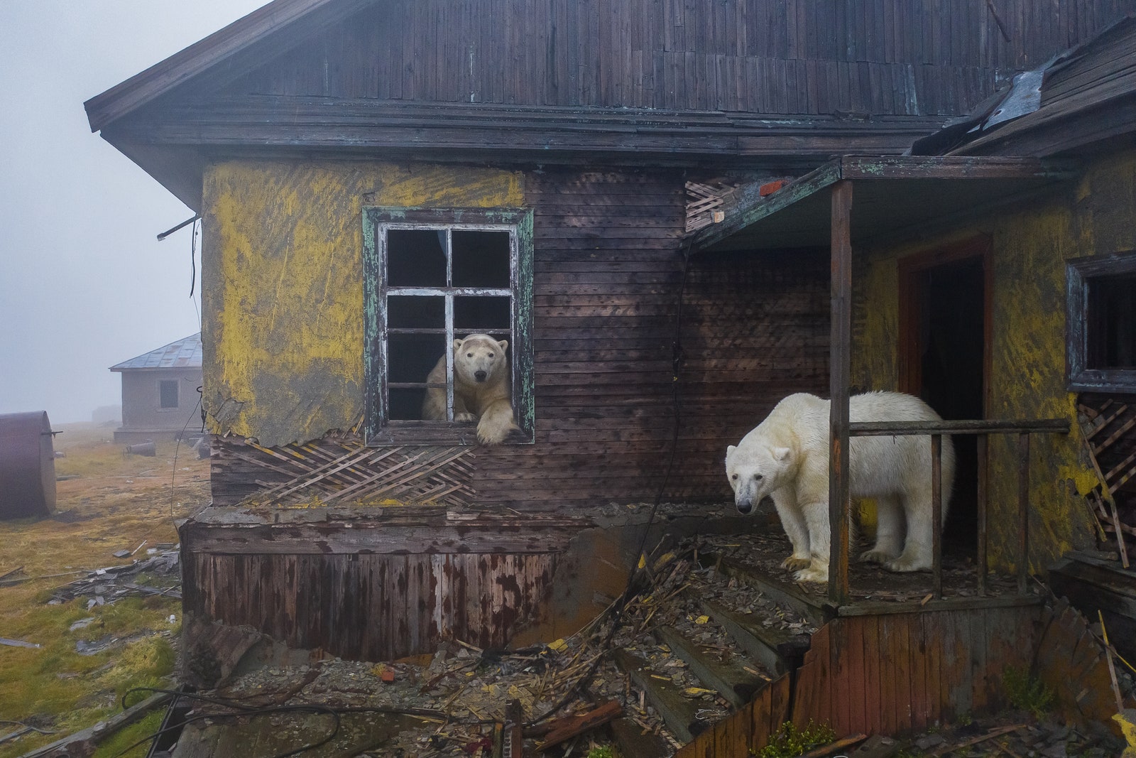 “Дом медведей” фотопроект Дмитрия Коха на острове Колючин