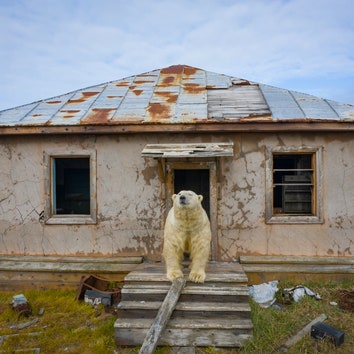 “Дом медведей”: фотопроект Дмитрия Коха на острове Колючин