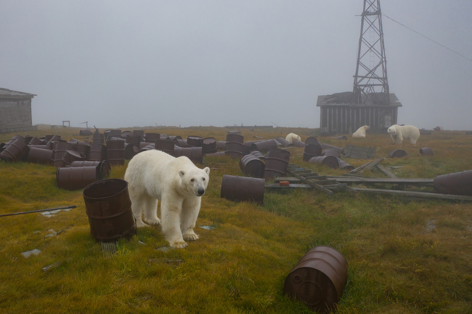 “Дом медведей” фотопроект Дмитрия Коха на острове Колючин